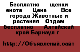 Бесплатно !!! щенки енота!! › Цена ­ 1 - Все города Животные и растения » Отдам бесплатно   . Алтайский край,Барнаул г.